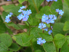 Brunnera macrophylla bestellen